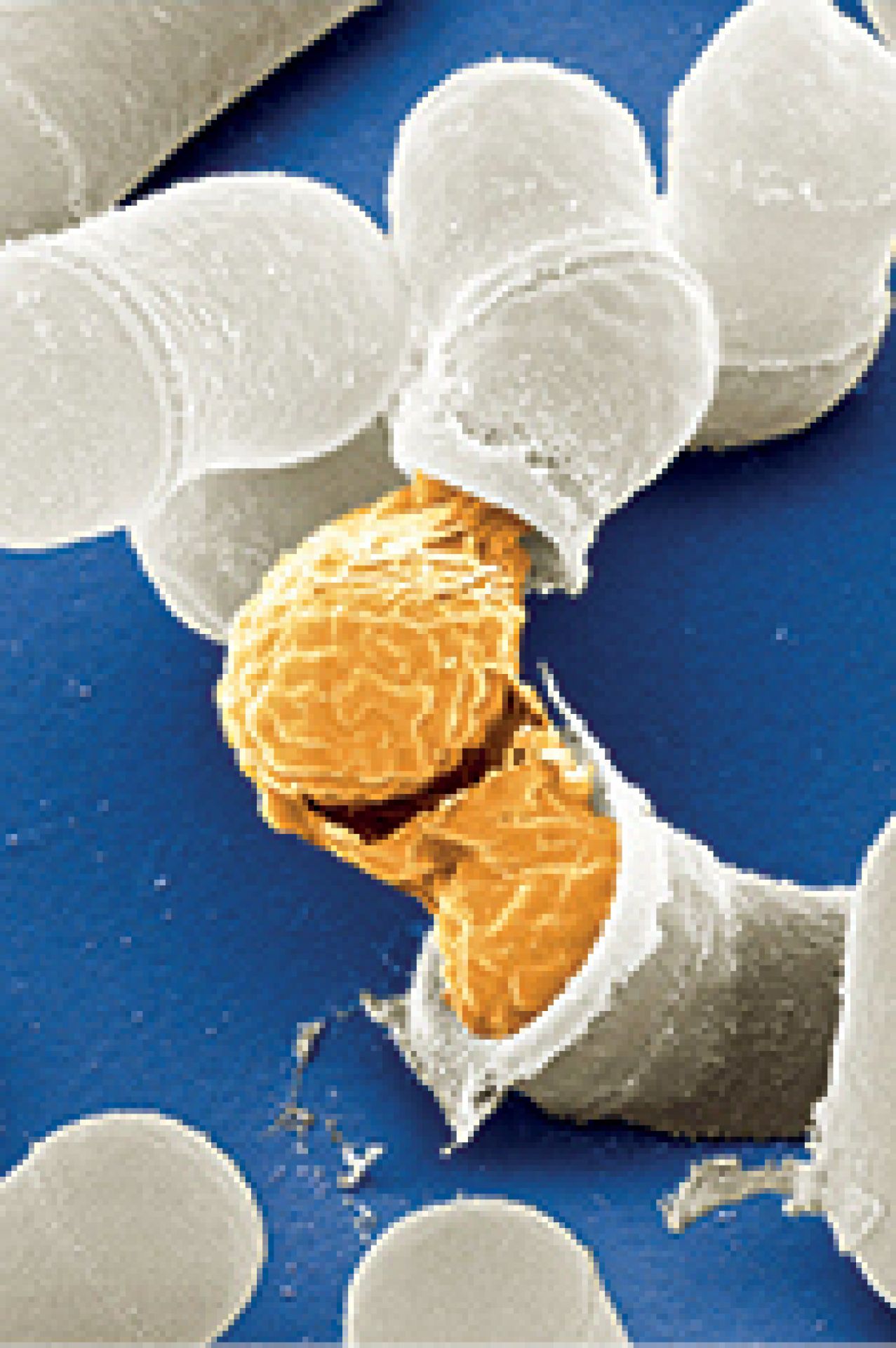 Yeast strains