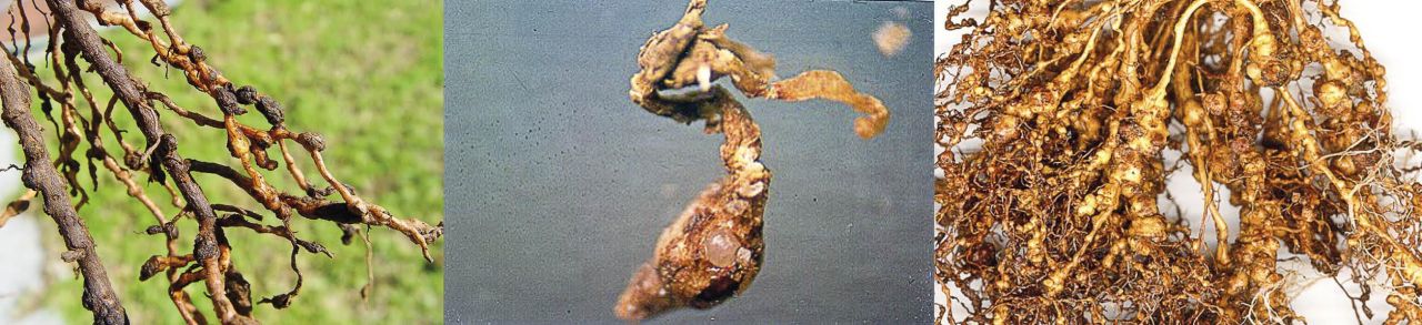Knopwortelaalwurm
