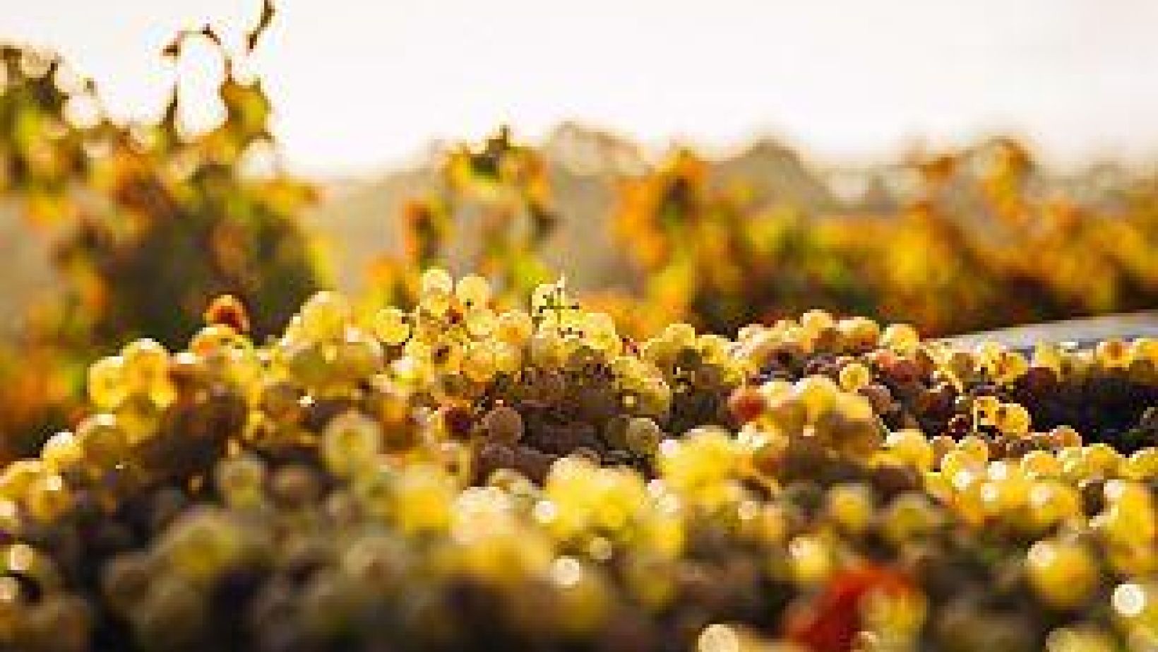 Grapes 320