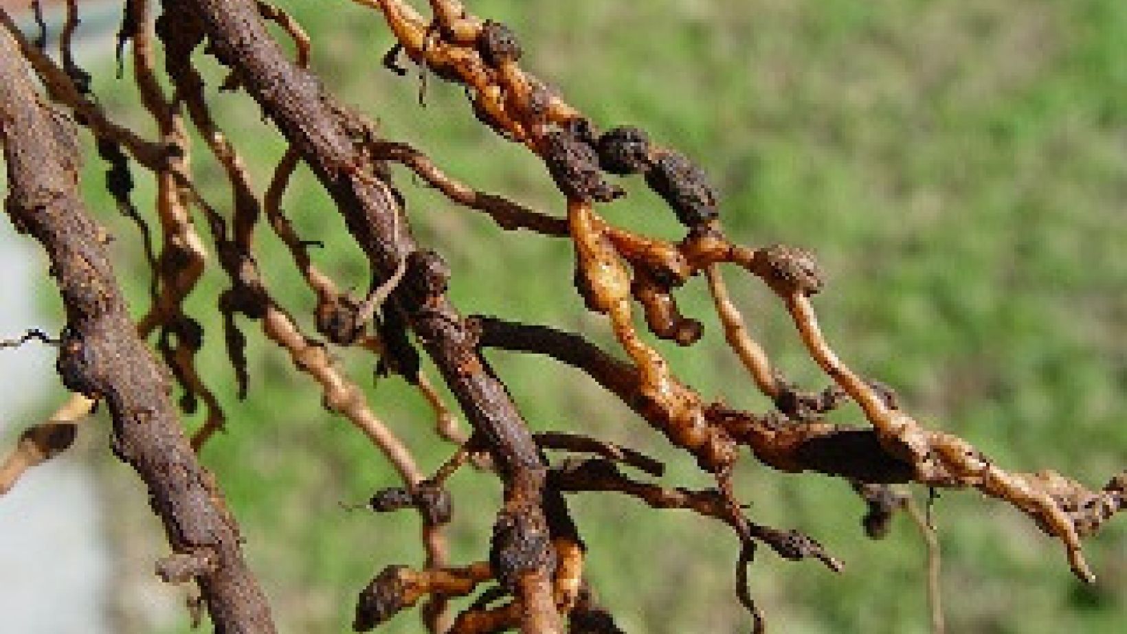 Knopwortelaalwurm op dekgewasse Foto 1