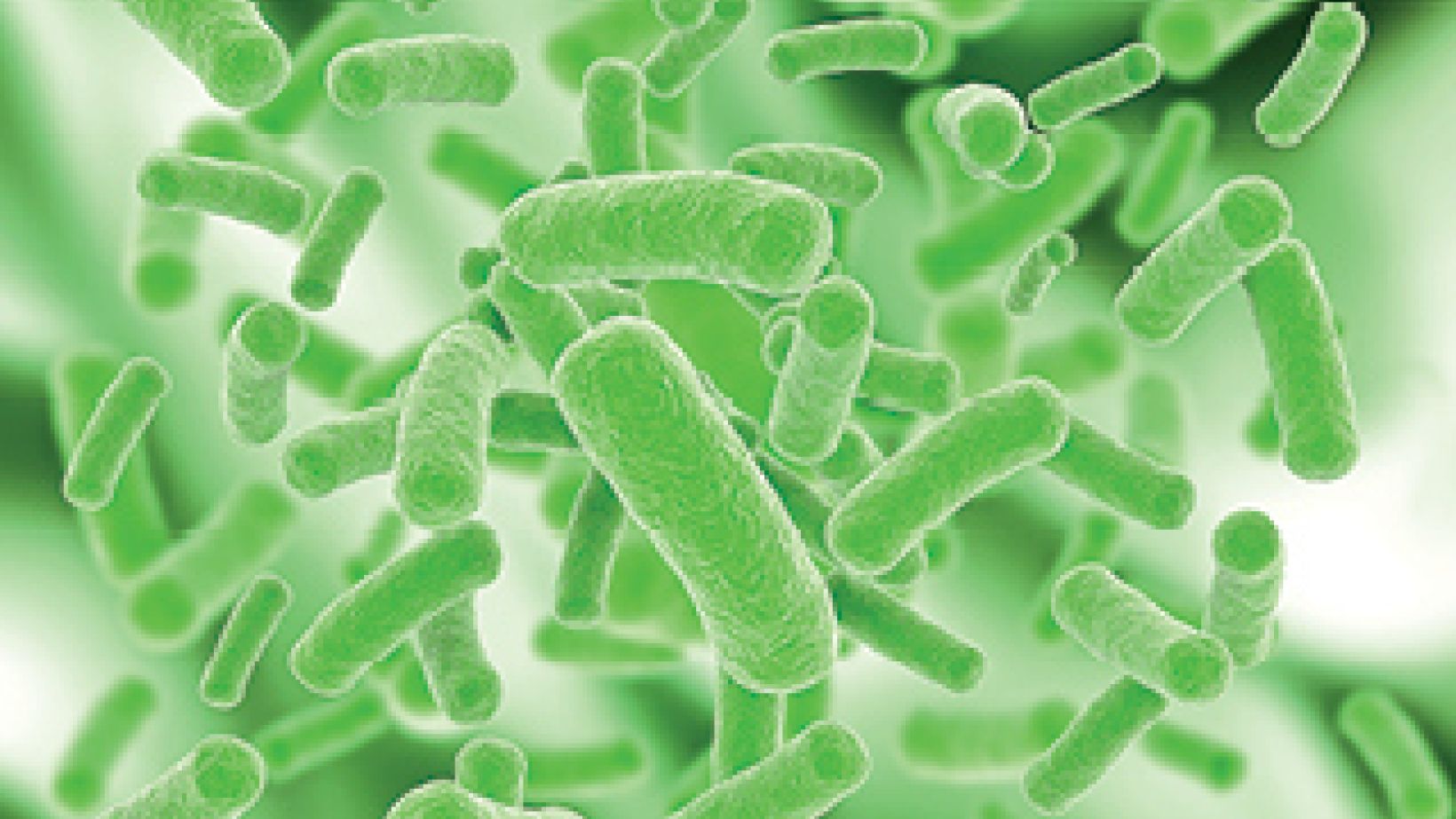 Lactobacilli