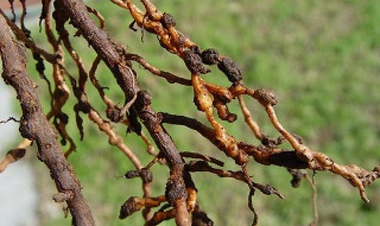 Knopwortelaalwurm op dekgewasse Foto 1