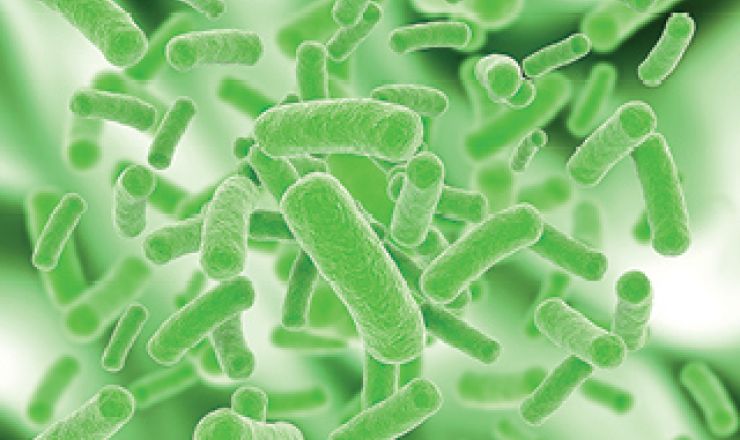 Lactobacilli