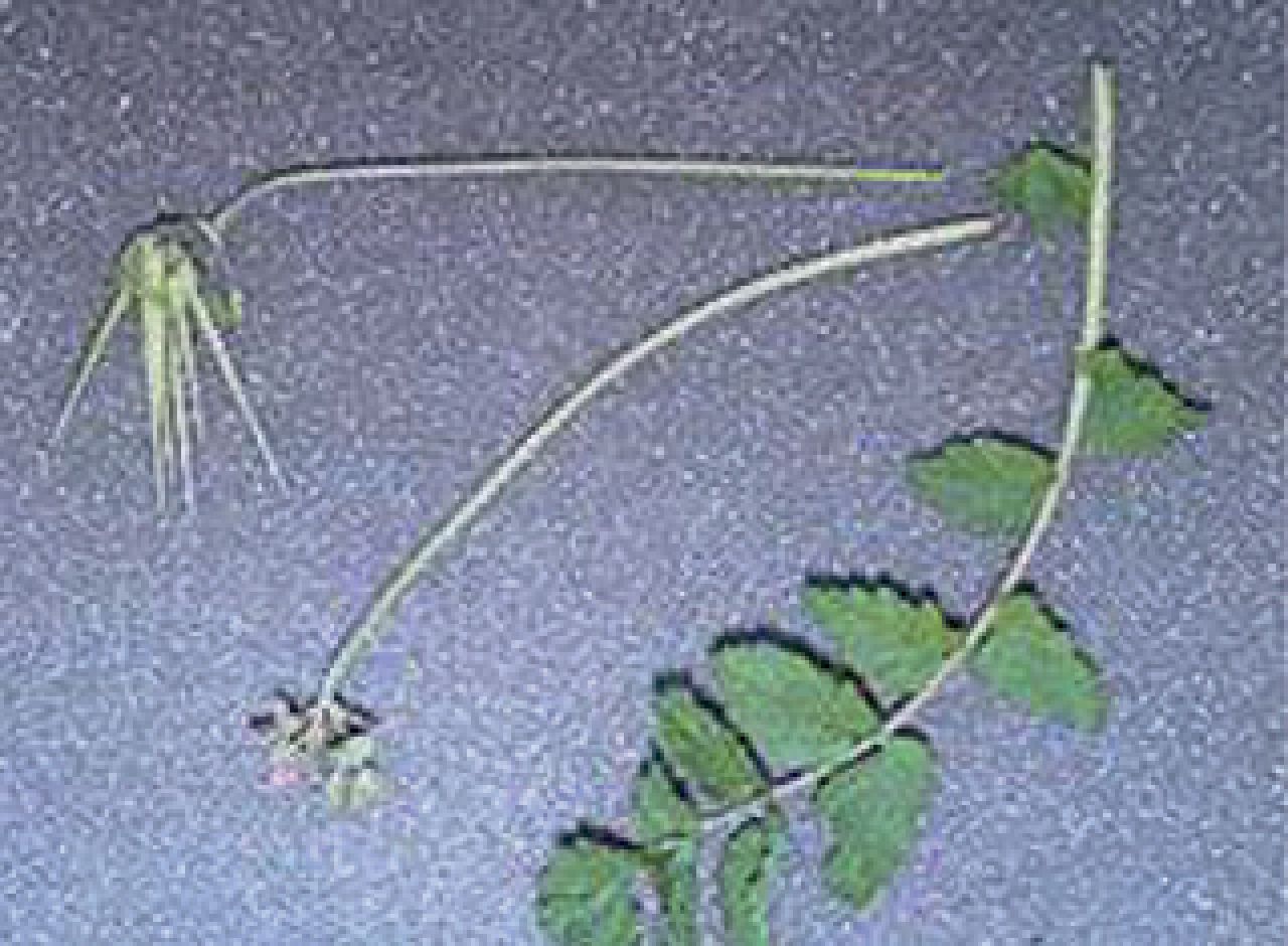 Dekgewassefig1b