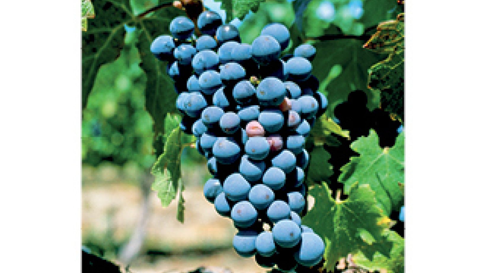 Merlot april