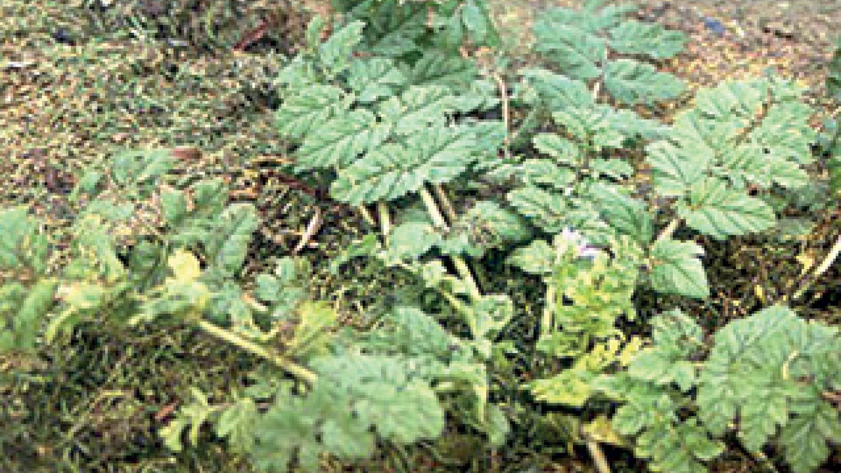 Dekgewassefig1a