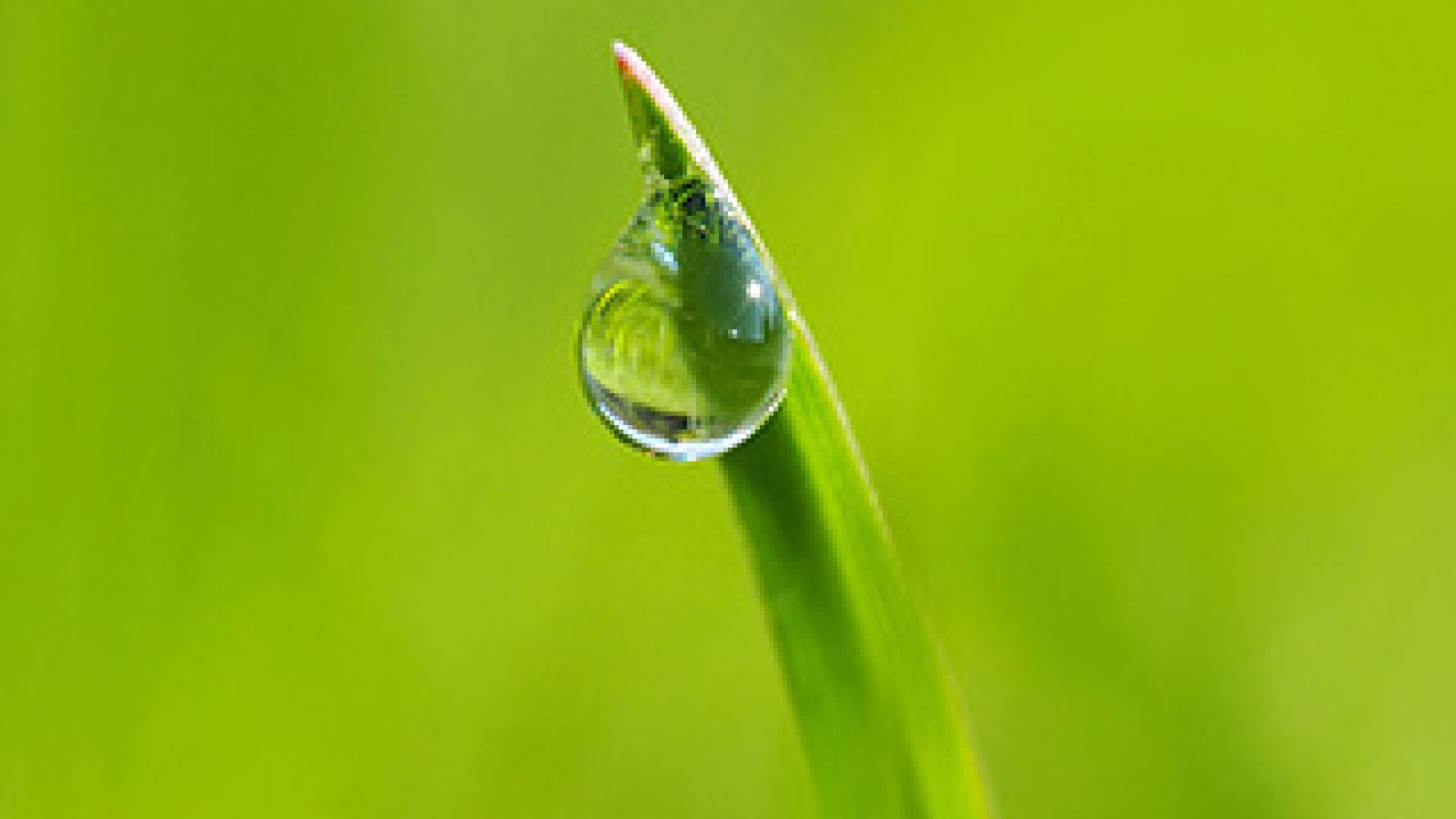 Grassdrop