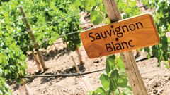 Sauvblanc april