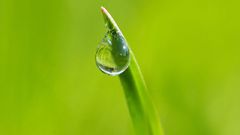 Grassdrop