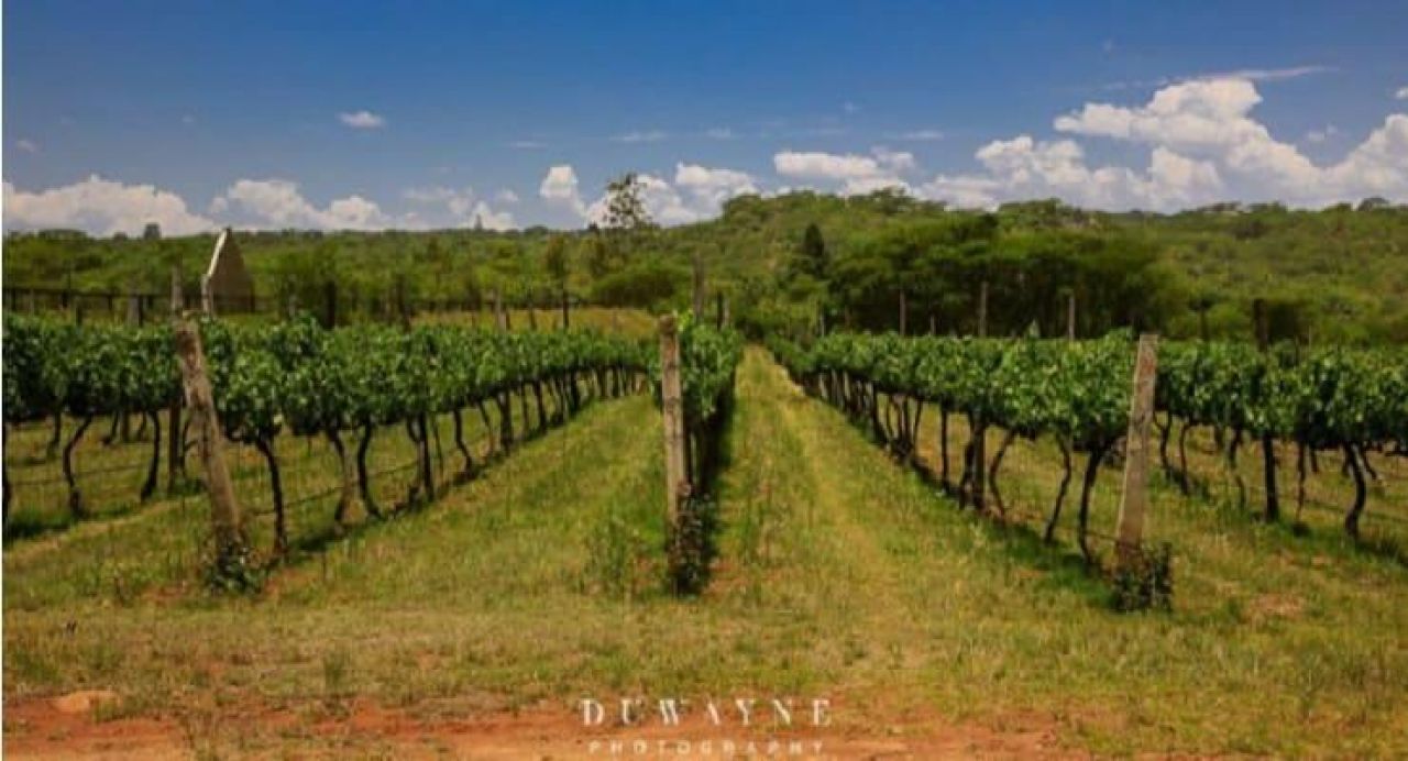 Zimbabwe vineyard