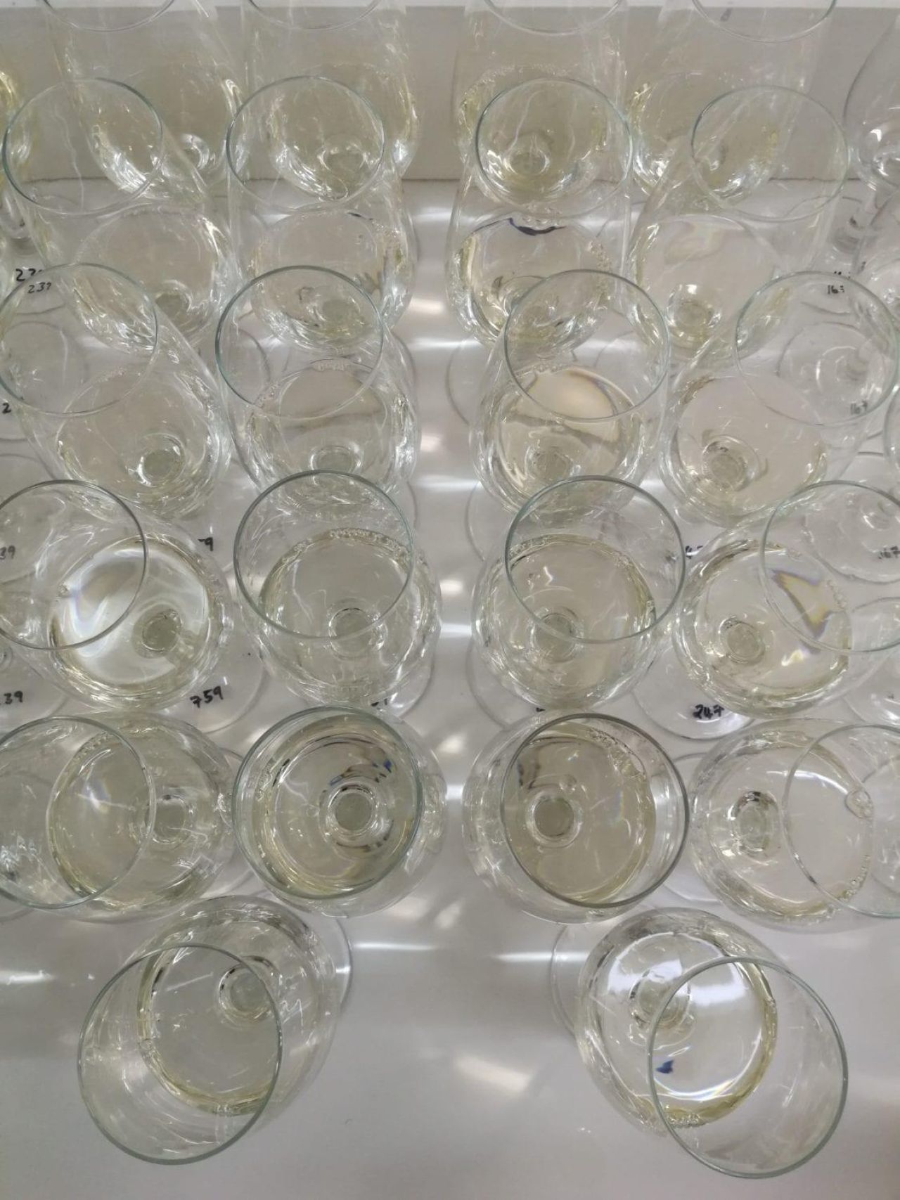 Durbanville Comparative Tasting Photo