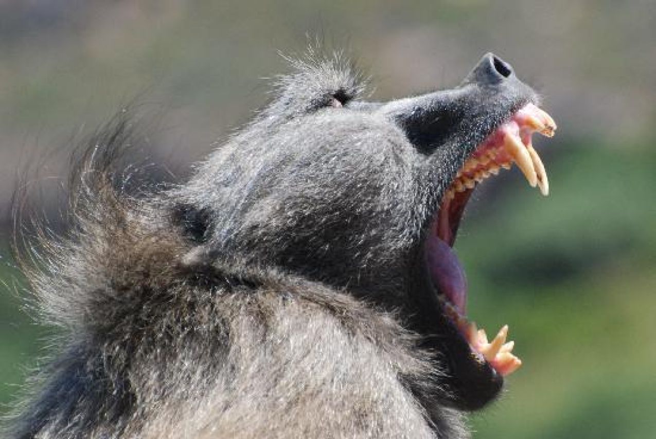 Our friendly baboon again