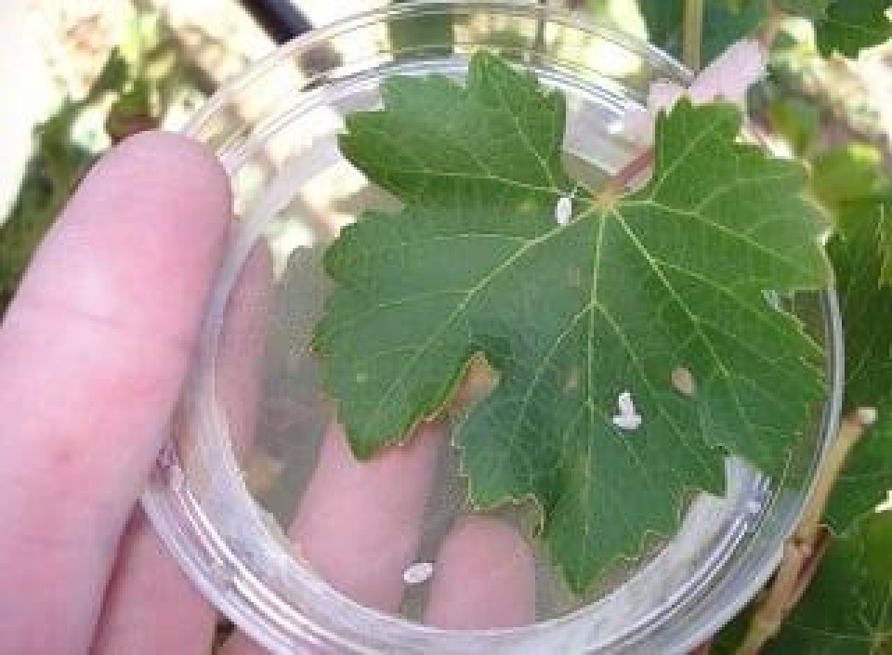Kan sistemiese insekdoders kwekerystokkies beskerm Foto 3