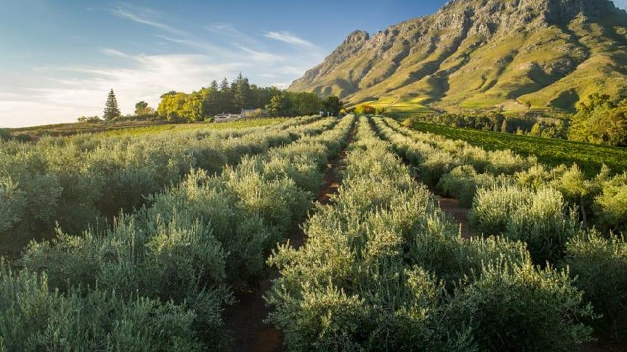 TOKARO olive grove landscape LR