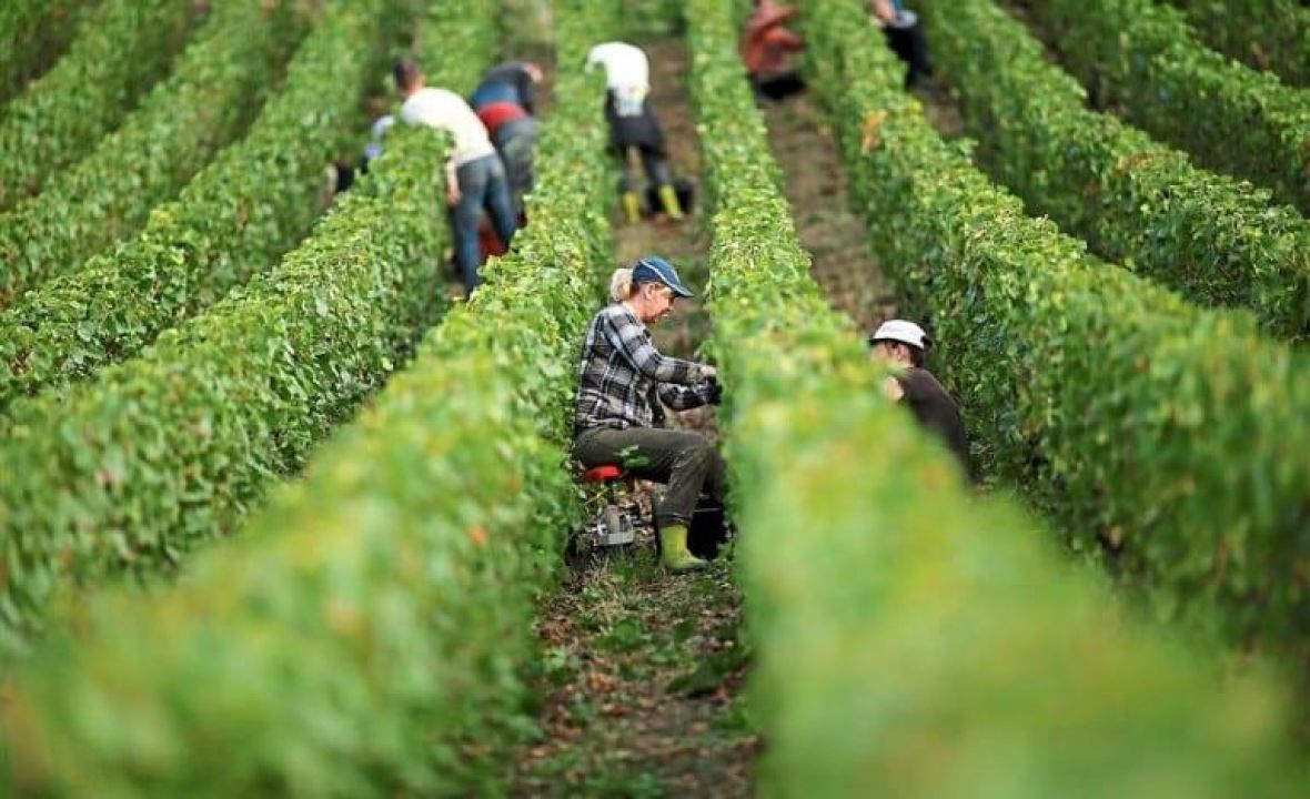Str2 afpgrapepickers jg 1 1