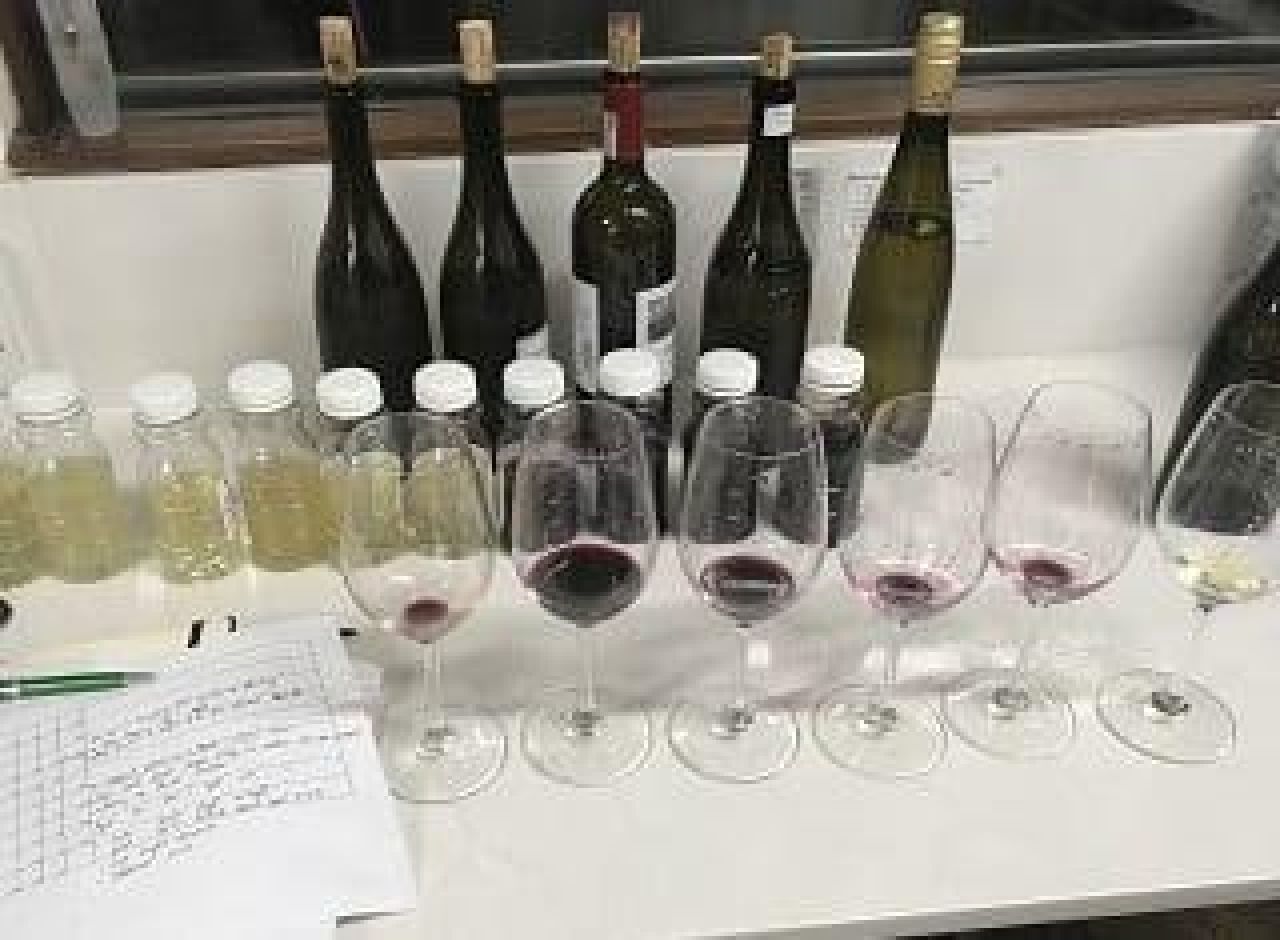 Vineyard tips Photo 1