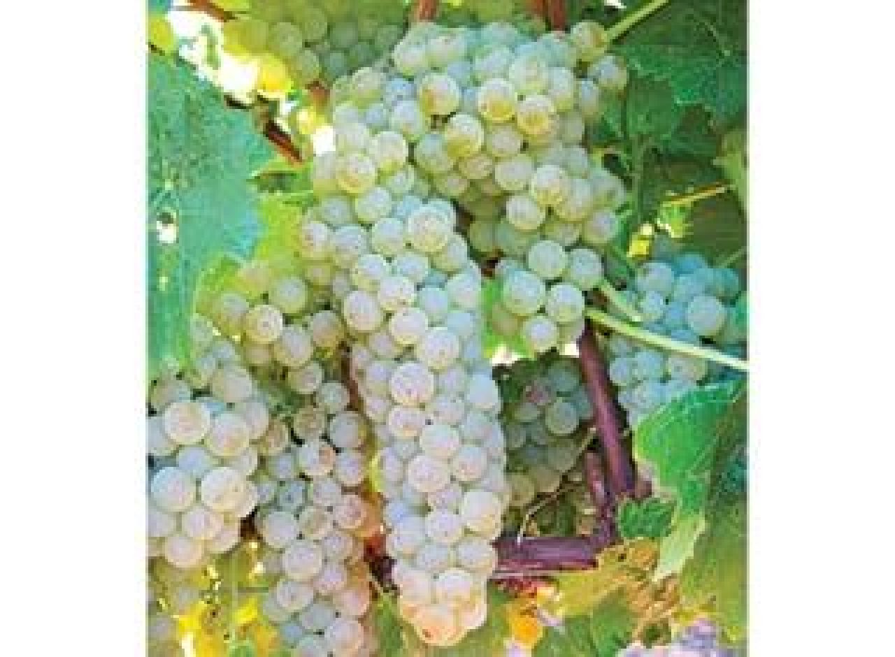 Vidalblanc