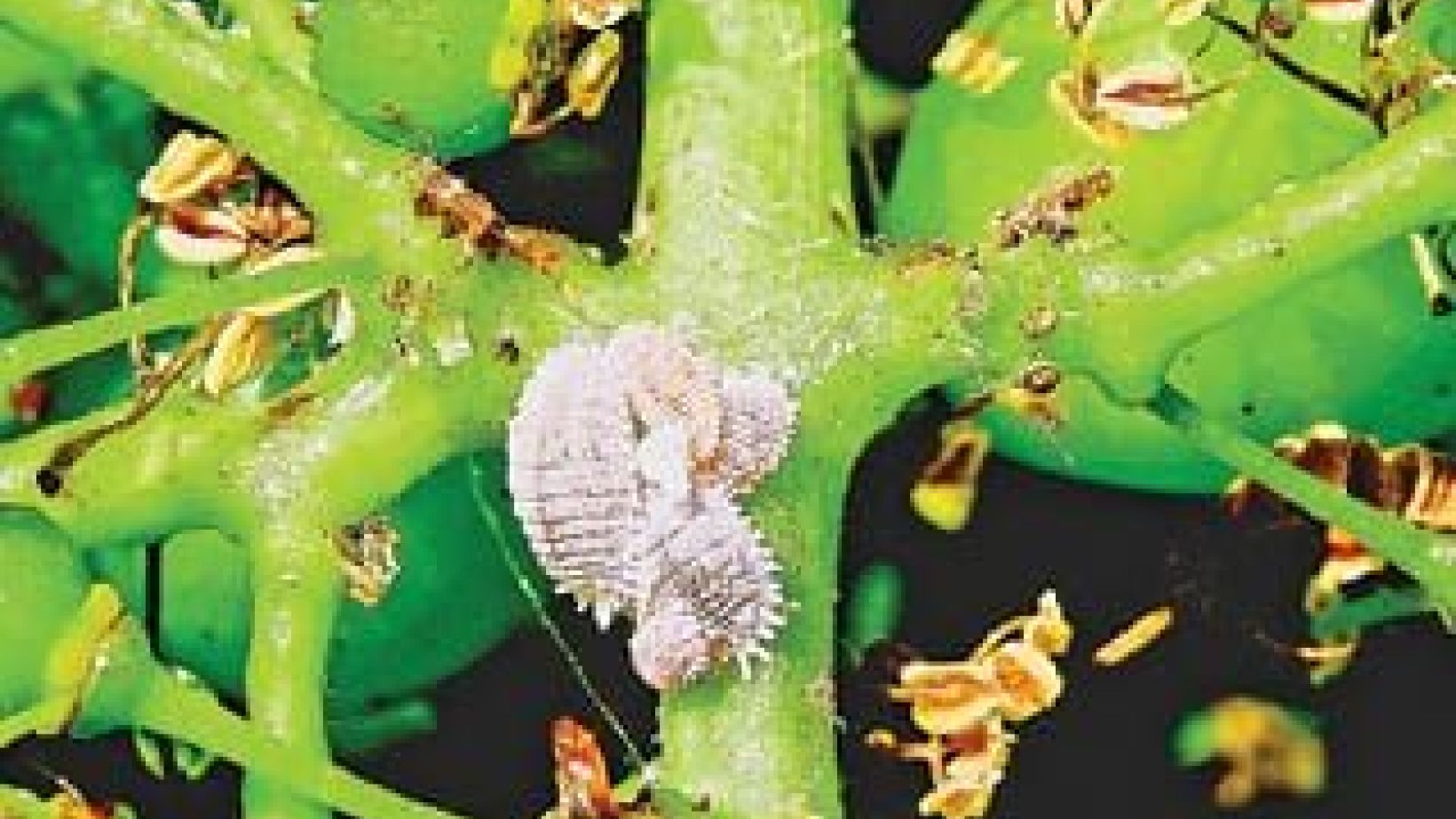 Mealybug