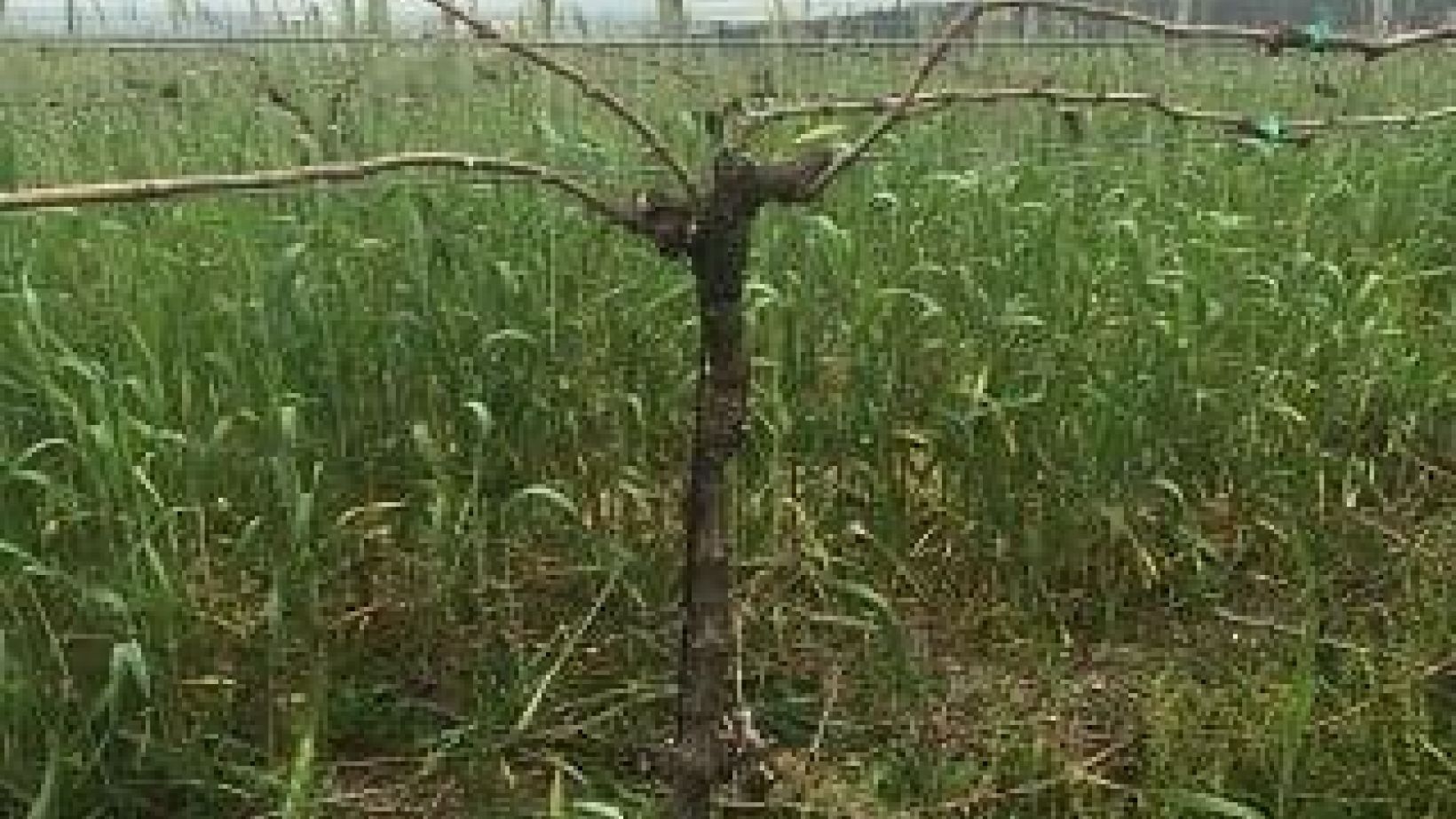 Vineyard tips Photo 2