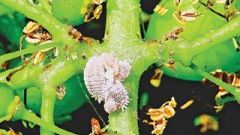 Mealybug