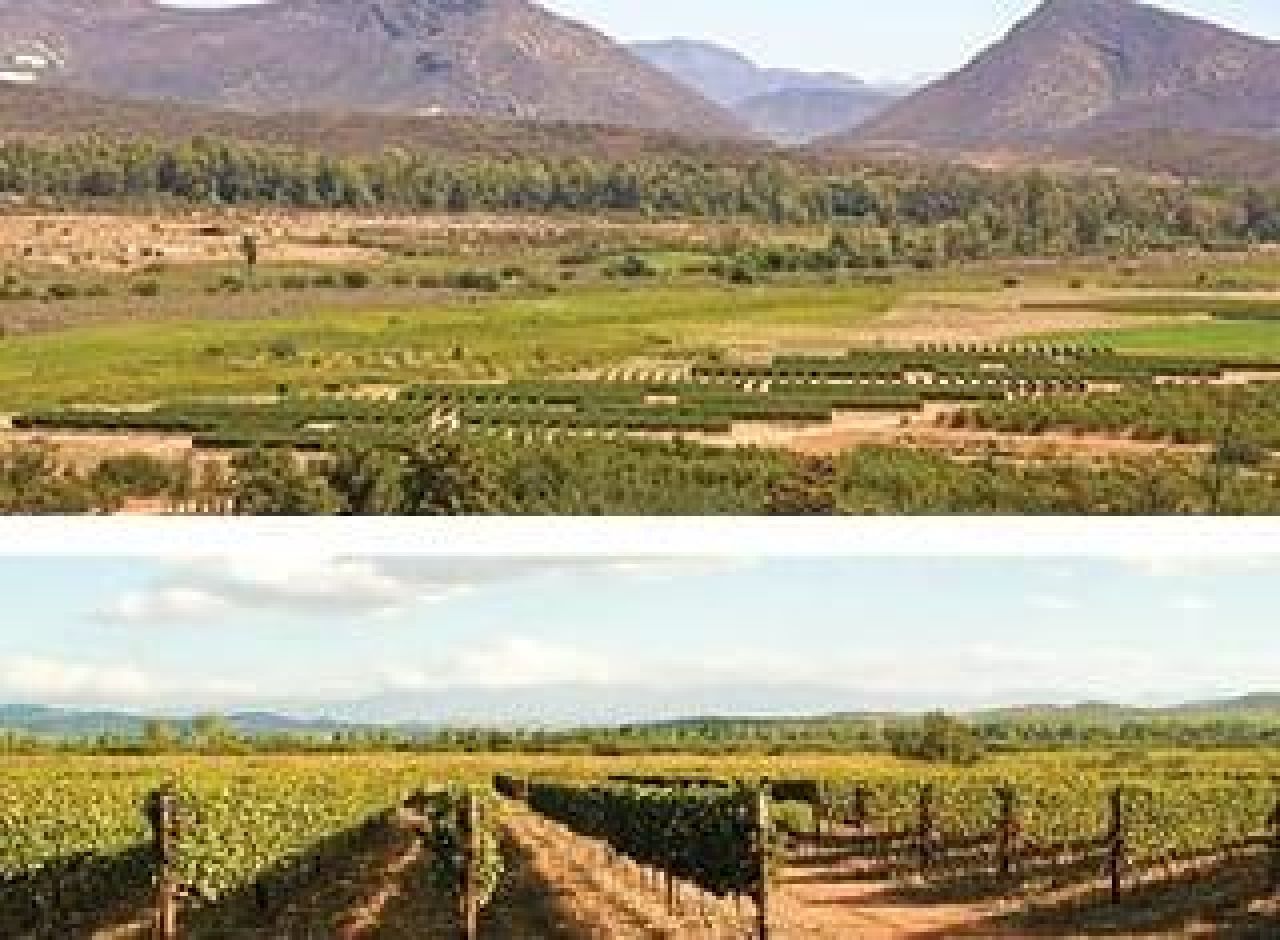Vineyard row