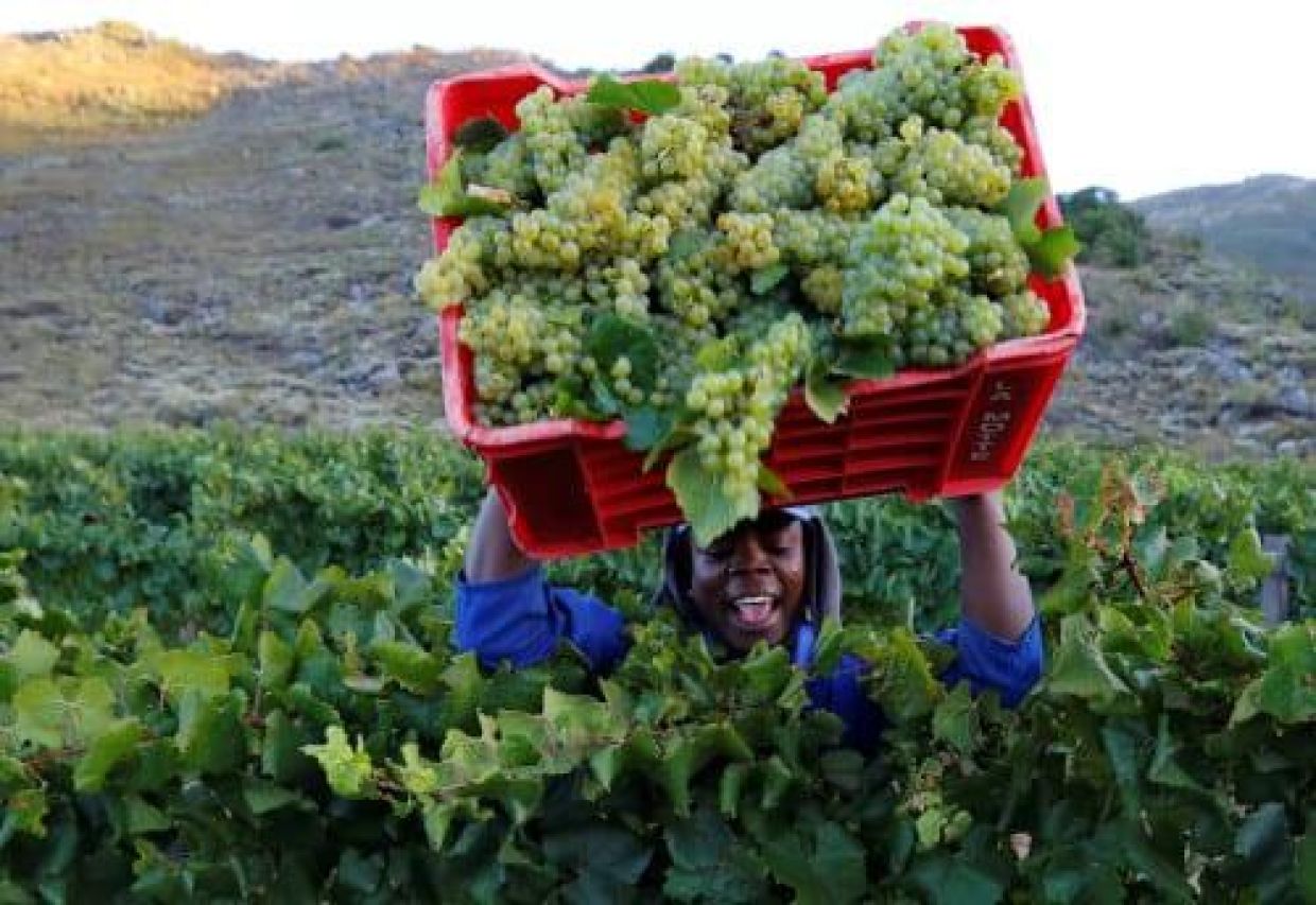 Grapes farming