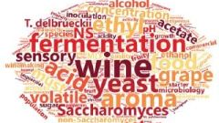 Non Saccharomyces