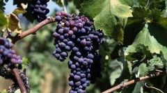Pinotage genoom Hendrik Holler Wosa biblioteek