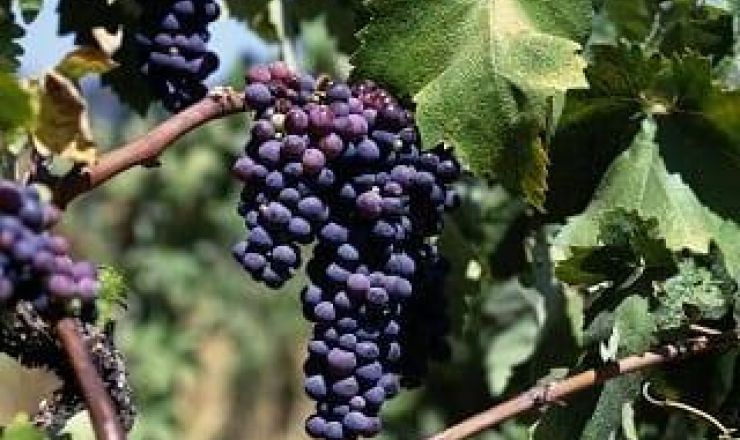 Pinotage genoom Hendrik Holler Wosa biblioteek