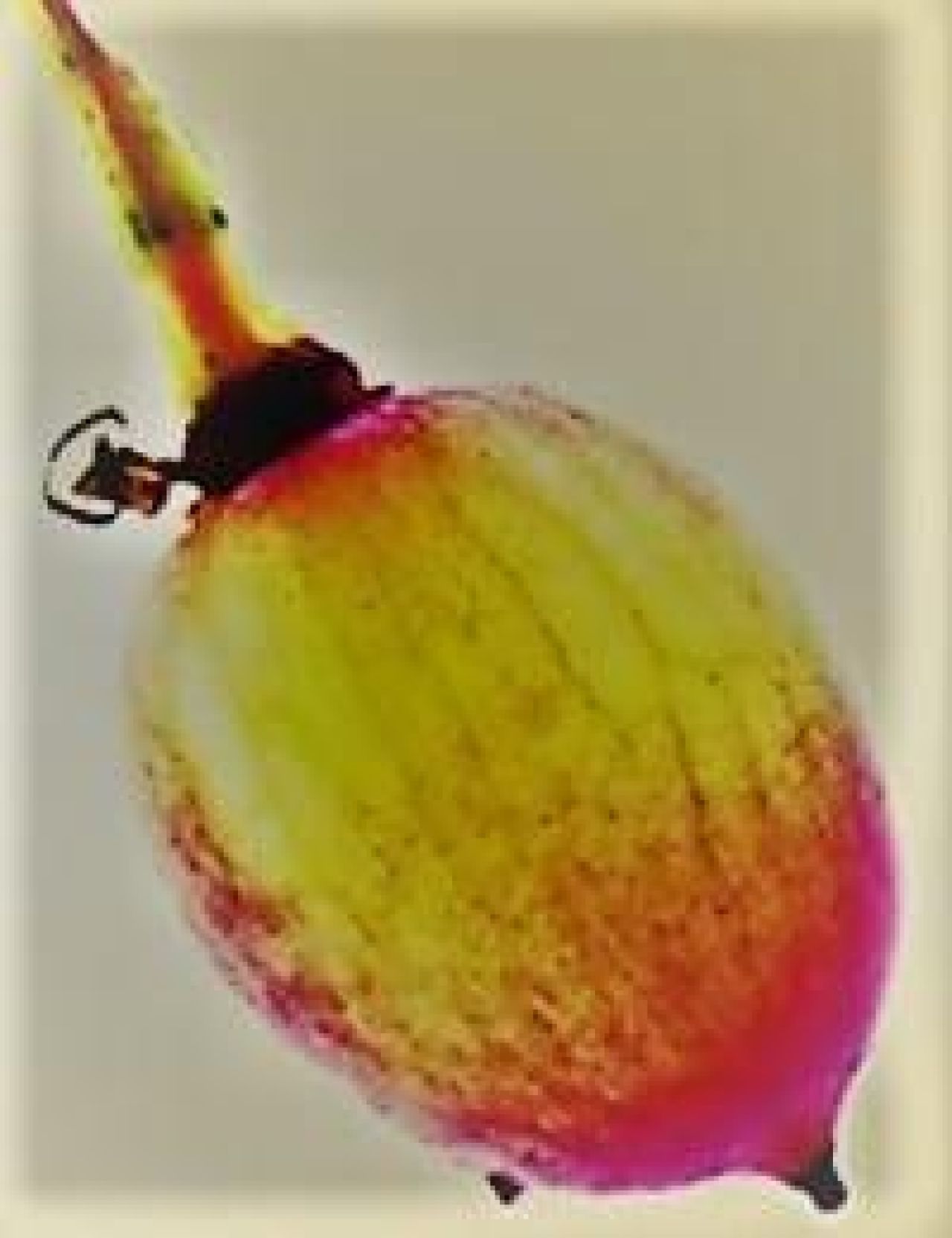 Grape berry shrivelling Photo 2b