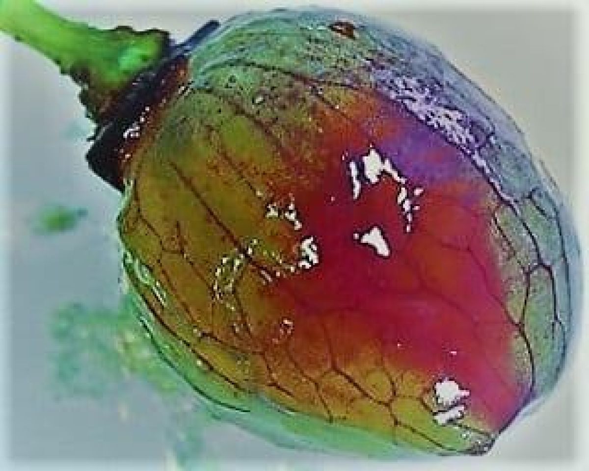 Grape berry shrivelling Photo 2a