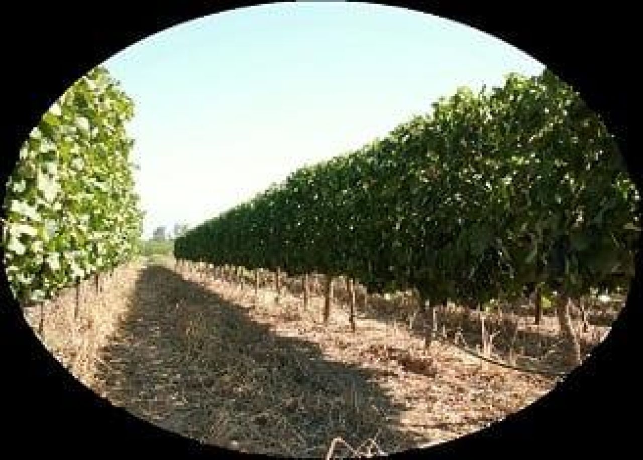 Vineyard row orientation Part 4 Photo 1b