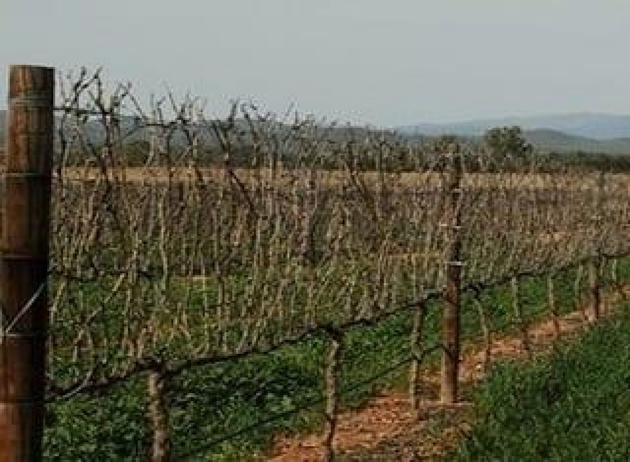 Vineyard row orientation Part 4 Photo 1c
