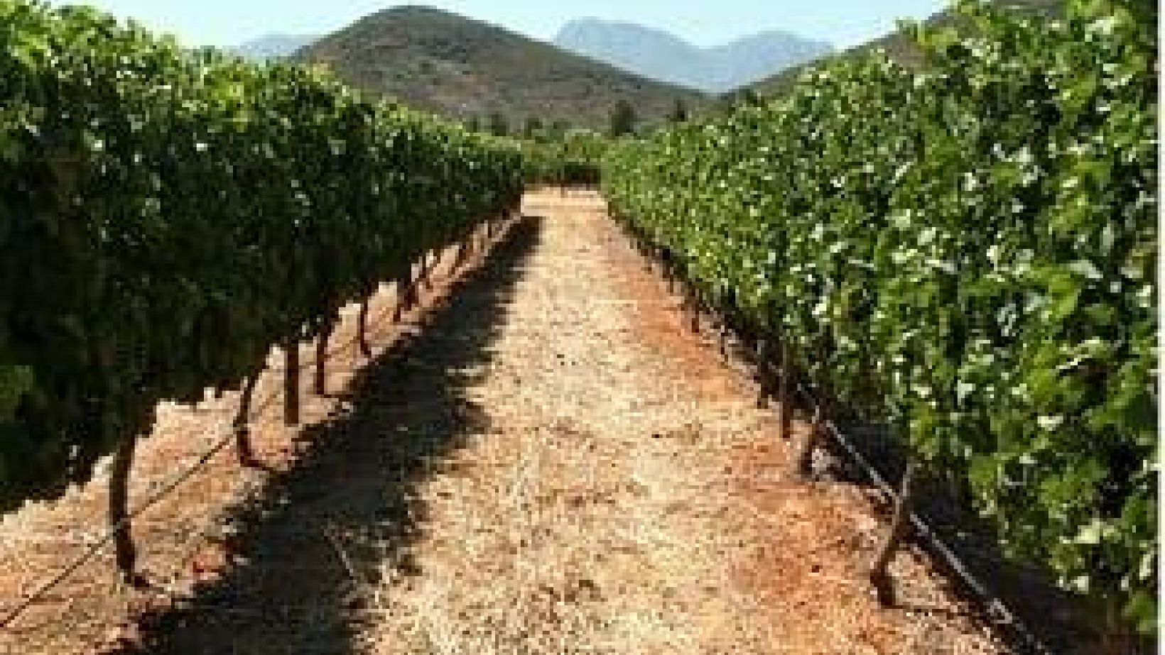 Vineyard row orientation Part 3 Photo 1a