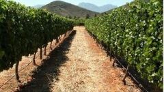 Vineyard row orientation Part 3 Photo 1a