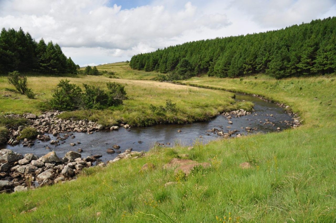 Mondi Wetland conservation 2