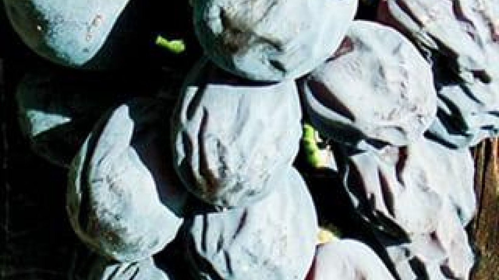 Grape Berry