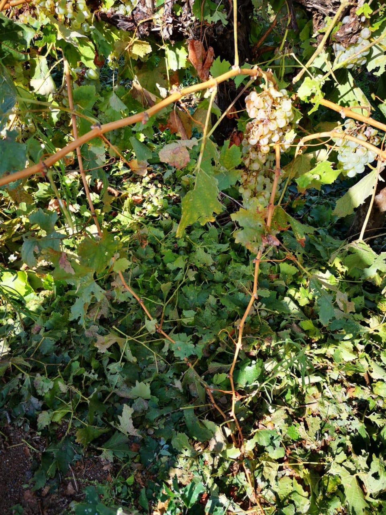 PHOTO 2019 03 13 12 03 45 2