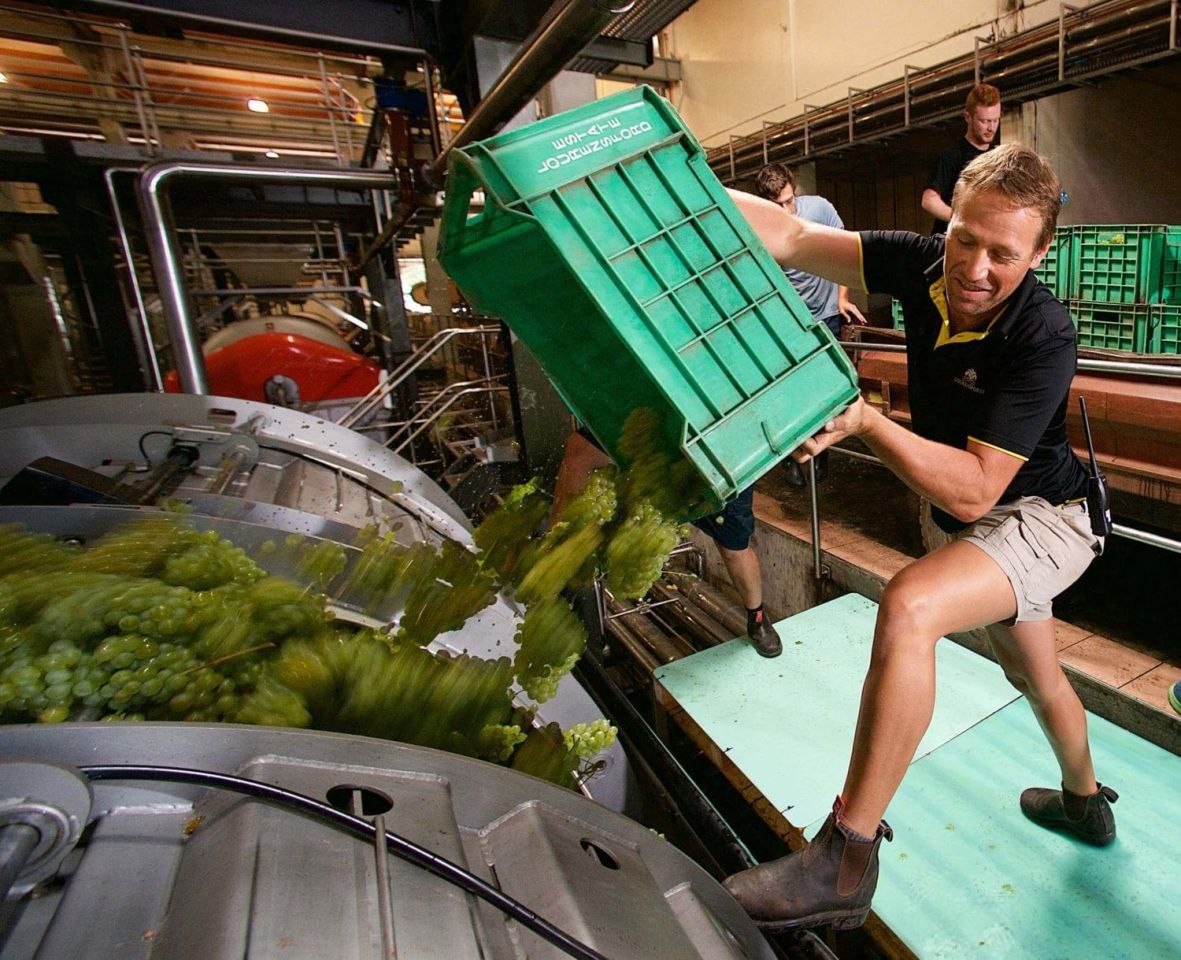 Harvest Cellarmaster Hannes Nel 3 1