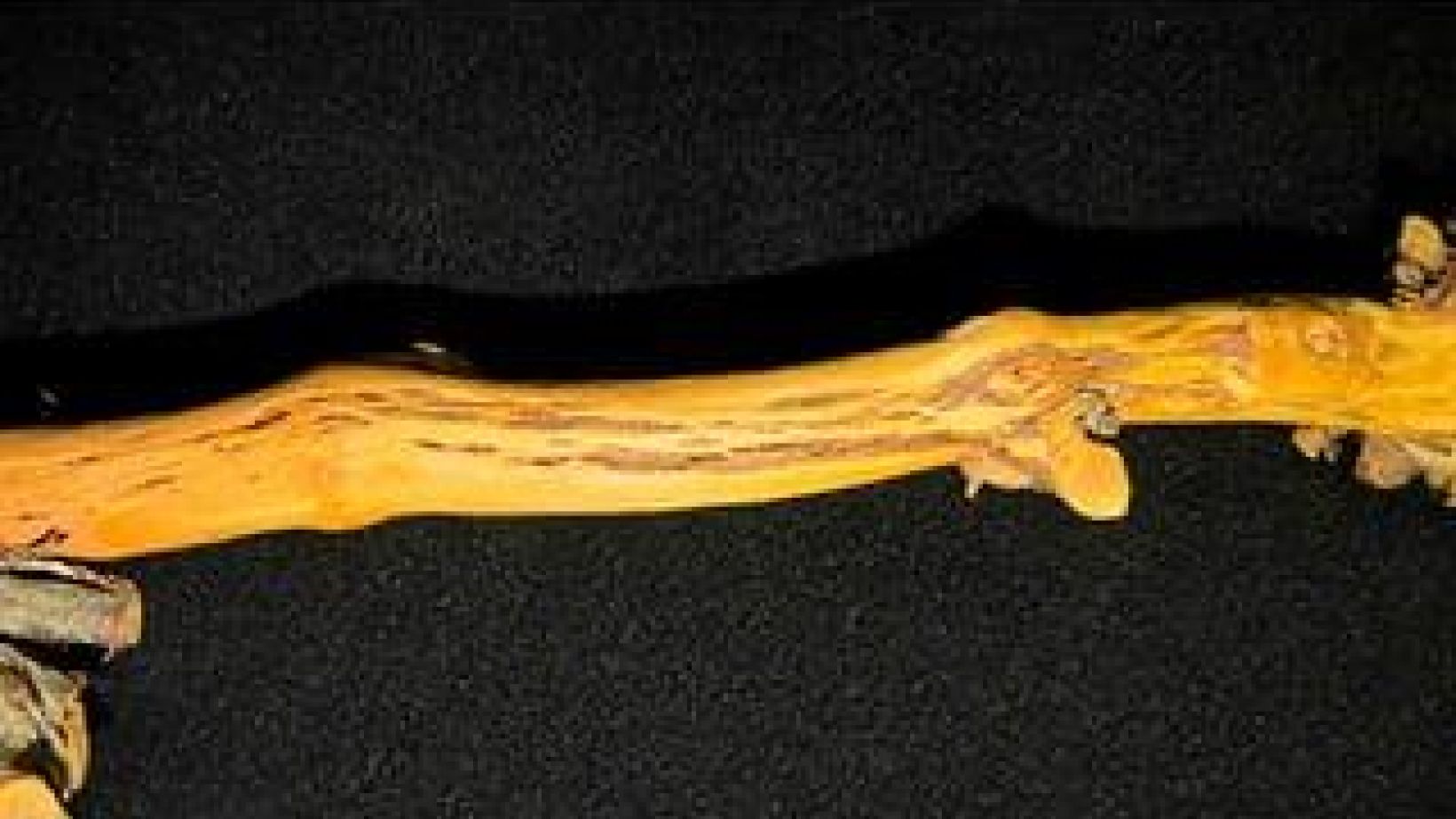 Grapevine stem
