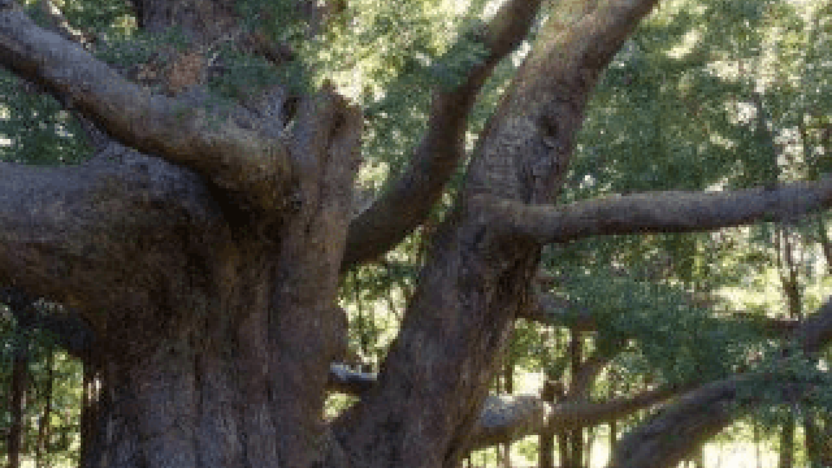 Screenshot 2019 05 28 at 15 05 08 1