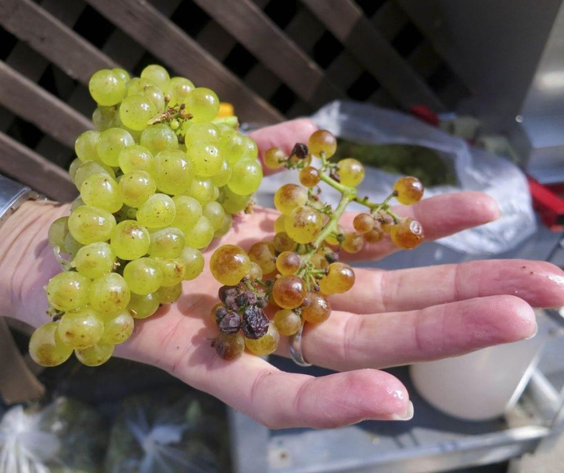 Healthy chardonnay grapes left and sunburned ones