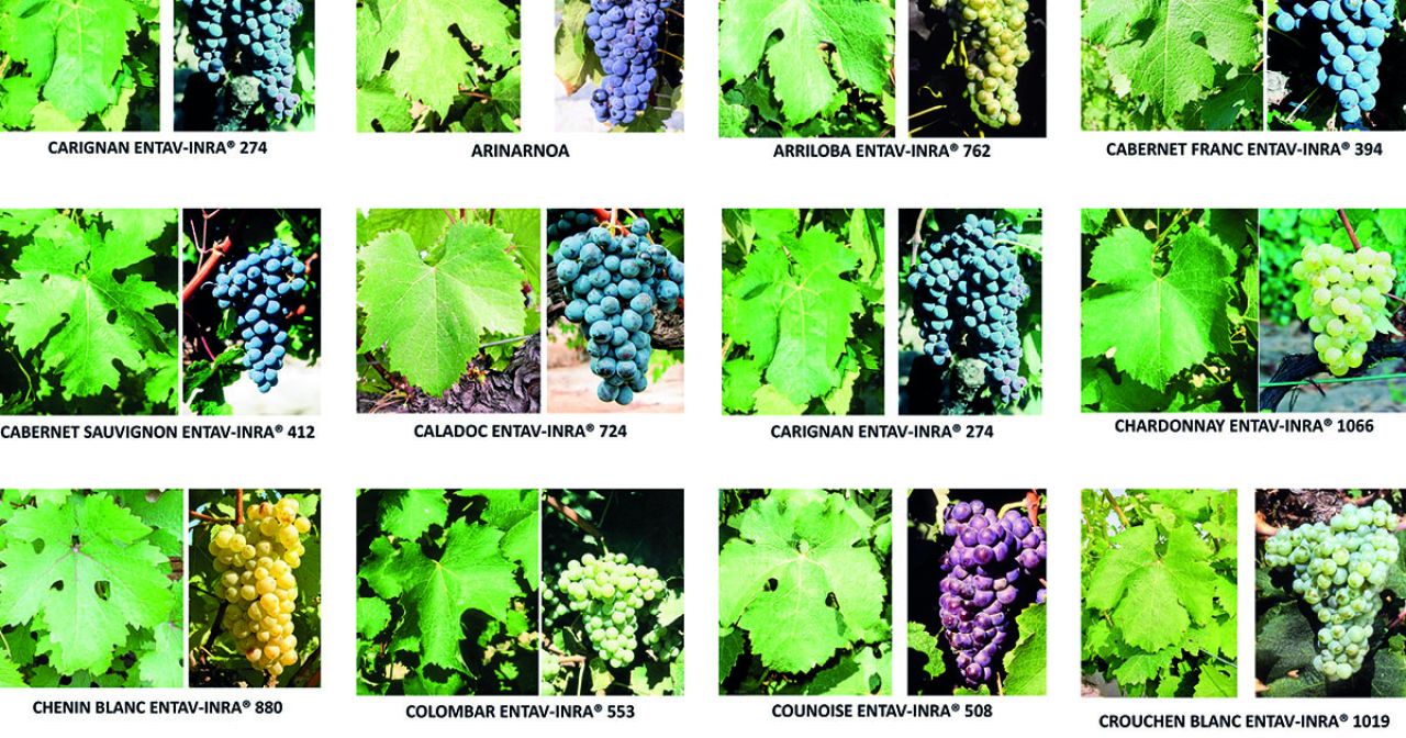 Cultivar Conversation2
