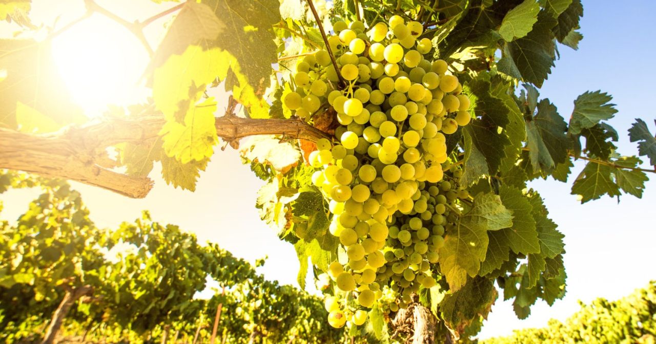 Chenin2