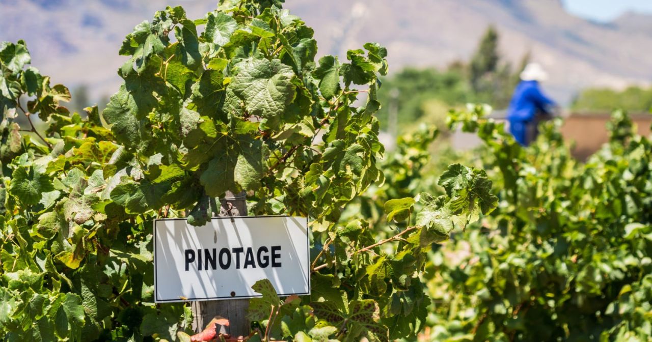 Pinotage2