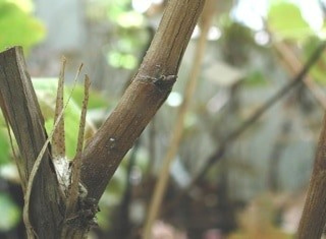 Rugose wood diseases associated viruses Figure 1 A
