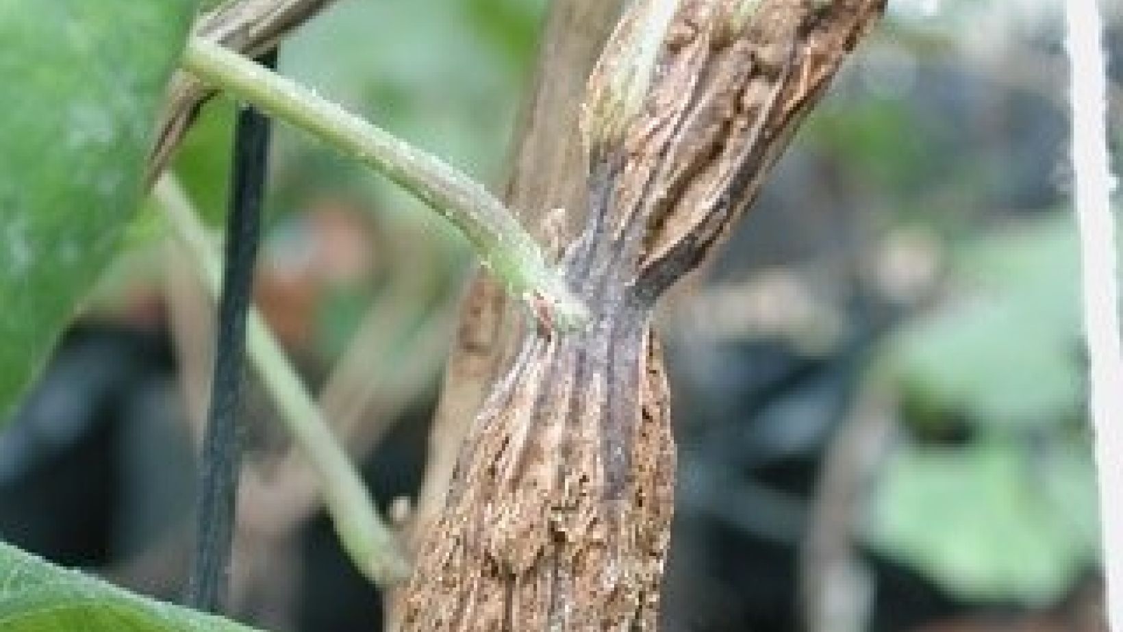 Rugose wood diseases associated viruses Figure 1 B