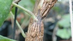 Rugose wood diseases associated viruses Figure 1 B