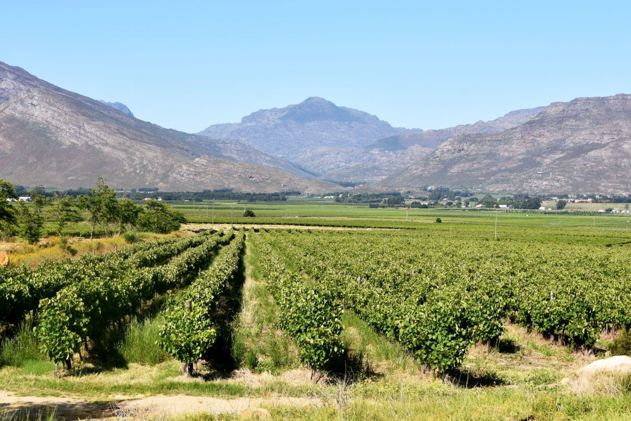 Mountain Ridge vines
