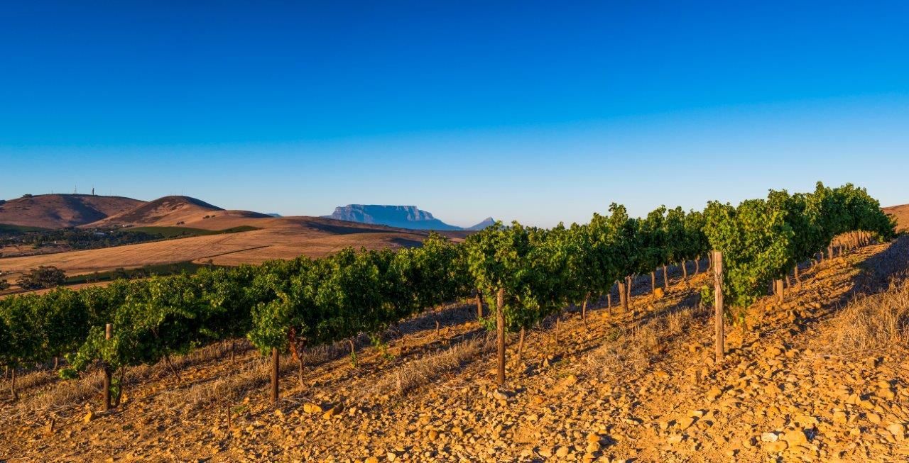 Dry land vines on Diemersdal Wine Estate Durbanville with Table Mountain in the distance